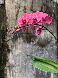 Cổ Đại Nuôi Bé Con Thường Ngày (update)
